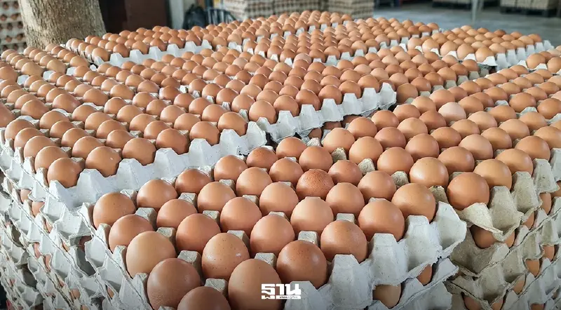 ไข่ขึ้น 20 สตางค์ แตะ 3.40 บาท-เปิดต้นทุนจริง 3.26 บาท เกษตรกรยัง 'ขาดทุนสะสม' ไข่ขึ้น 20 สตางค์ แตะ 3.40 บาท-เปิดต้นทุนจริง 3.26 บาท เกษตรกรยัง 'ขาดทุนสะสม'