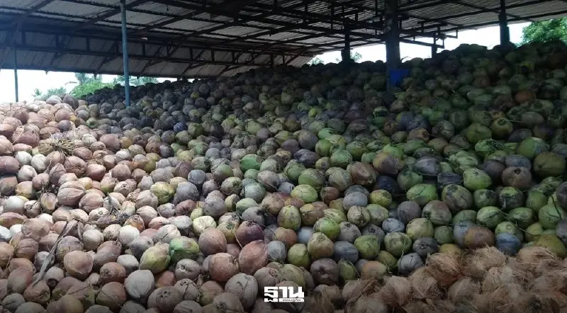 ชาวสวนประจวบฯ ลุกฮือ มะพร้าวราคาร่วง เหลือ 10 บาท จี้รัฐหยุดนำเข้า