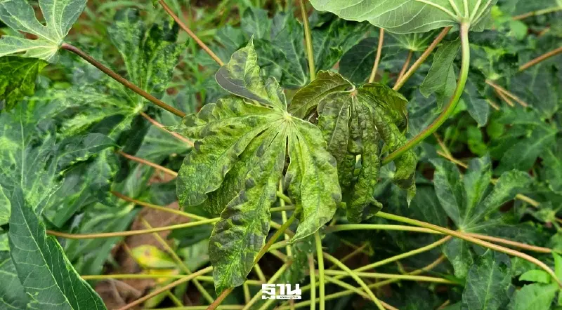 กรมส่งเสริมการเกษตร ลุยลดโรคใบด่างมันฯ ตั้งเป้าลดระบาด 30%