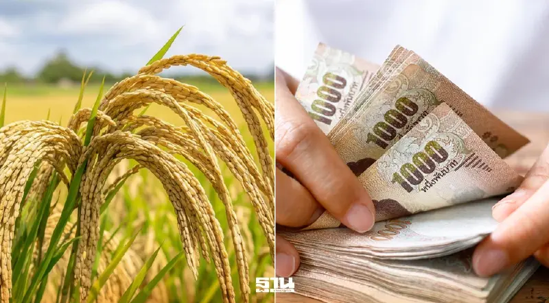 ชาวนาภาคใต้ ขยับ ทวงเงินช่วยเหลือไร่ละ 1,000 บาท นาปรัง-นาปี 2568/69