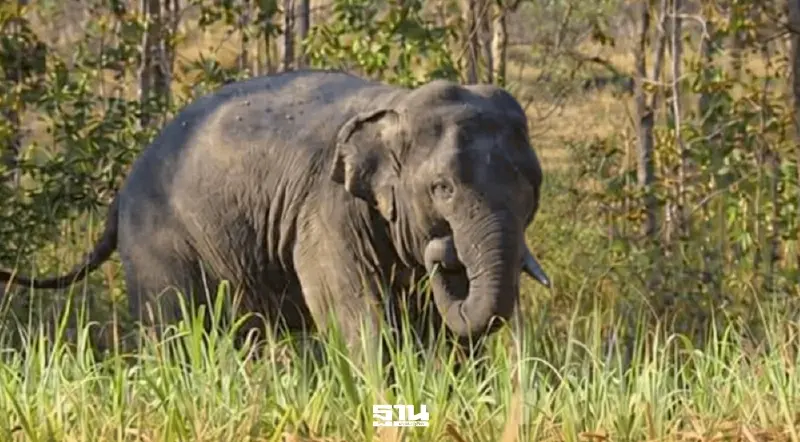 กรมอุทยานฯ แจงผลสอบ กรณีช้างป่าสีดอหูพับเสียชิวิตระหว่างเคลื่อนย้าย กรมอุทยานฯ แจงผลสอบ กรณีช้างป่าสีดอหูพับเสียชิวิตระหว่างเคลื่อนย้าย