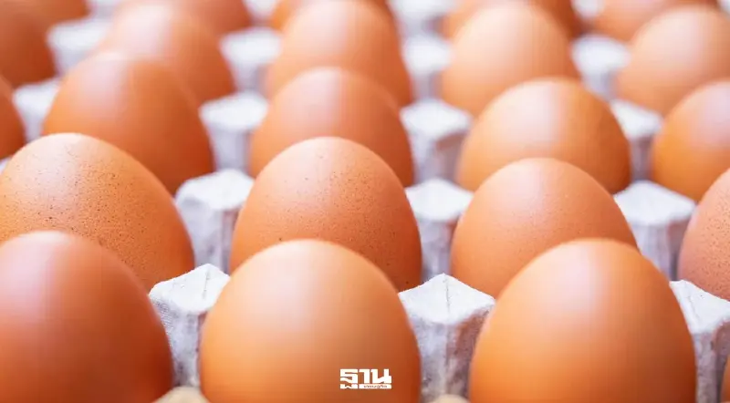 "เอ้กบอร์ด”ต้องดูแลทั้งผู้เลี้ยง-ผู้บริโภคให้อยู่ได้ ไม่เดือดร้อน "เอ้กบอร์ด”ต้องดูแลทั้งผู้เลี้ยง-ผู้บริโภคให้อยู่ได้ ไม่เดือดร้อน