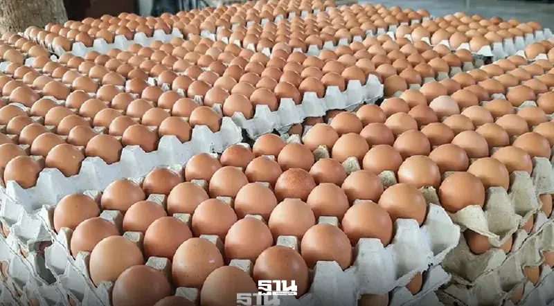 อั้นไม่ไหว!  ค่าขนส่งพุ่ง แจ้งปรับขึ้นราคาไข่ไก่อีกแผงละ 6 บาท มีผล 28 มี.ค.นี้