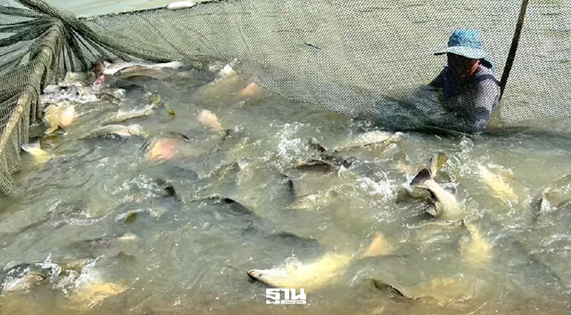 'ปลากะพงสองน้ำ' ขึ้นแท่นสินค้า GI ใหม่ สร้างรายได้ 536 ล้านต่อปี 'ปลากะพงสองน้ำ' ขึ้นแท่นสินค้า GI ใหม่ สร้างรายได้ 536 ล้านต่อปี