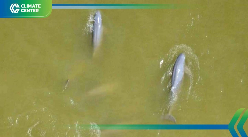 กางโรดแมป 5 ปี ทุ่ม 400 ล้าน กู้ชีพ ‘โลมาอิรวดี’ ลมหายใจของทะเลสาบสงขลา