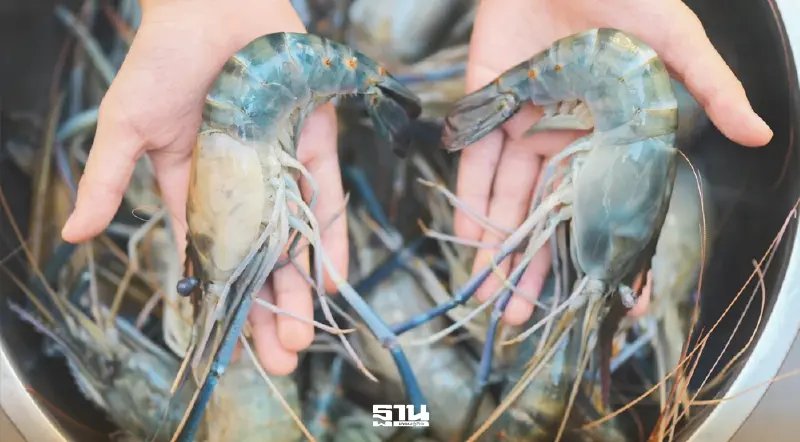 กุ้งไทยได้เปรียบภาษีสหรัฐ  เกษตรกรเร่งเลี้ยง ดันผลผลิตทะลุ 4 แสนตัน
