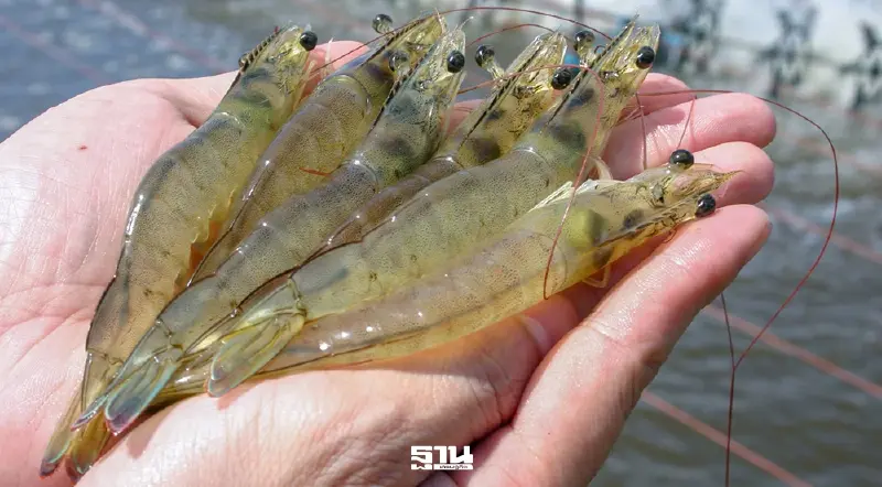 เปิดสูตรฟาร์มต้นแบบ “วันกุ้งไทย” ชู 5 กลยุทธ์ดันอัตรารอด ลดต้นทุน พลิกกำไรยั่งยืน