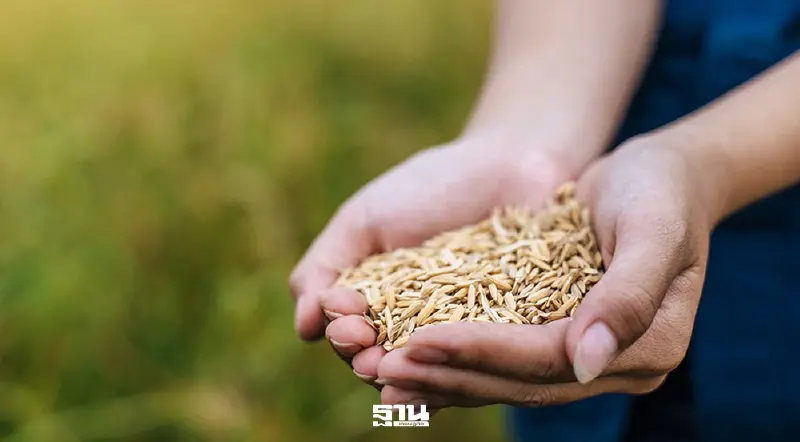 ชาวนา ฝาก “อนุทิน” เร่งแก้น้ำมันขาด-ปุ๋ยพุ่ง อ้อนประกันข้าวเปลือกตันละ 11,000 บาท