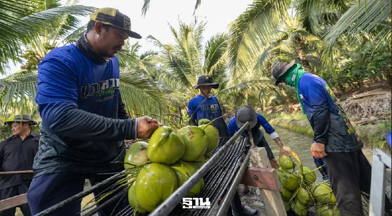 ‘ซีพี ออลล์’ อุ้มเกษตรกรสวนมะพร้าวออเดอร์ 1 ล้านลูกต่อยอดเป็น 40 เมนูขายใน 7-11