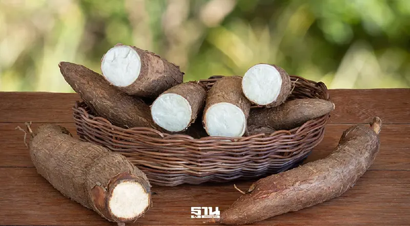 ส่งออกมันสำปะหลัง 2 เดือน ร่วงหนัก 30%  ดันมันอัดเม็ดพยุงตลาด