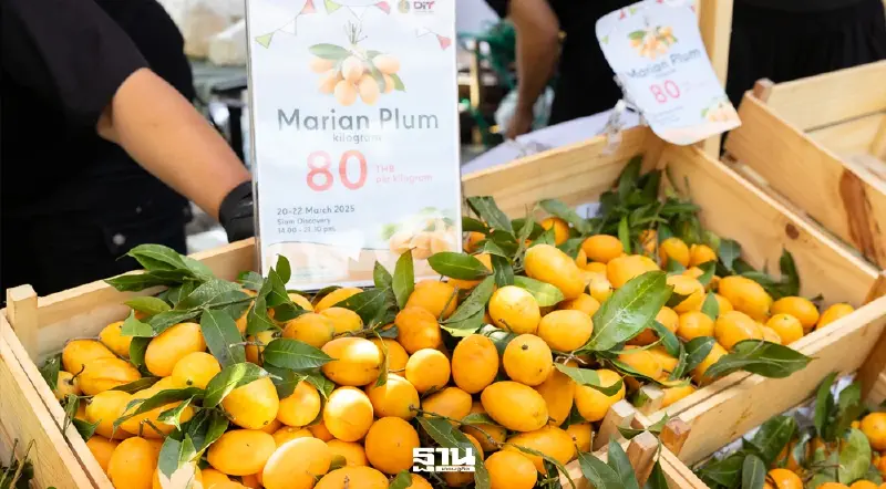 สยามเซ็นเตอร์–สยามดิสฯ ขนผลไม้ไทยวางขายใจกลางเมือง ช่วยเกษตรกร แก้ปัญหาราคาตกต่ำ