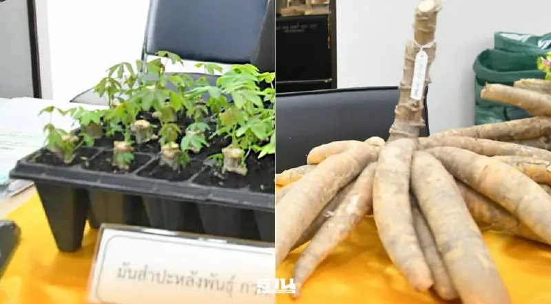 กรมวิชาการเกษตร รับรอง “5 พันธุ์พืช-ชีวภัณฑ์ใหม่” หนุนนโยบายรัฐ สู่เกษตรแม่นยำ