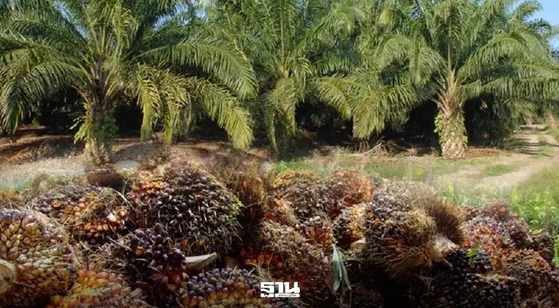 ชาวสวนปาล์มรวมพลัง บุกพาณิชย์ 22 เม.ย. จี้แจงนโยบาย “ห้ามส่งออก” ฉุดราคาดิ่ง 2 บาท/กก. ชาวสวนปาล์มรวมพลัง บุกพาณิชย์ 22 เม.ย. จี้แจงนโยบาย “ห้ามส่งออก” ฉุดราคาดิ่ง 2 บาท/กก.