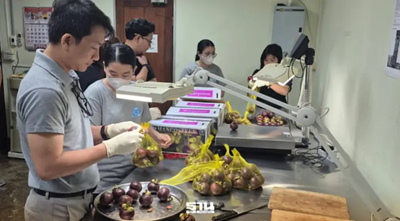 USDA ไฟเขียว! มังคุดไทยล็อตแรกปี 69 คาดถึงมือผู้บริโภคชาวสหรัฐ ปลายเม.ย.นี้ USDA ไฟเขียว! มังคุดไทยล็อตแรกปี 69 คาดถึงมือผู้บริโภคชาวสหรัฐ ปลายเม.ย.นี้