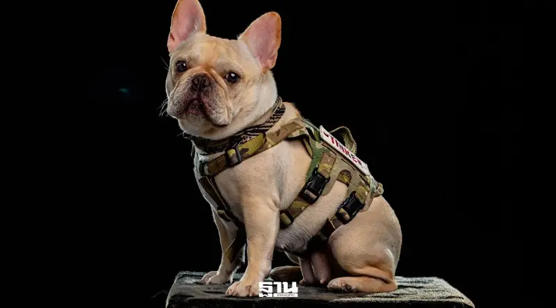 ตลาดสัตว์เลี้ยงแสนล้าน OCC ส่ง Tank Tinker เสริมพอร์ต ชิงเค้ก Pet Humanization