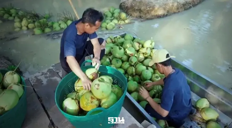 พิษน้ำมะพร้าวปลอม ‘มาลี’ ออกโรงแจงแหล่งวัตถุดิบ หนุนยกระดับมาตรฐานยั่งยืน พิษน้ำมะพร้าวปลอม ‘มาลี’ ออกโรงแจงแหล่งวัตถุดิบ หนุนยกระดับมาตรฐานยั่งยืน