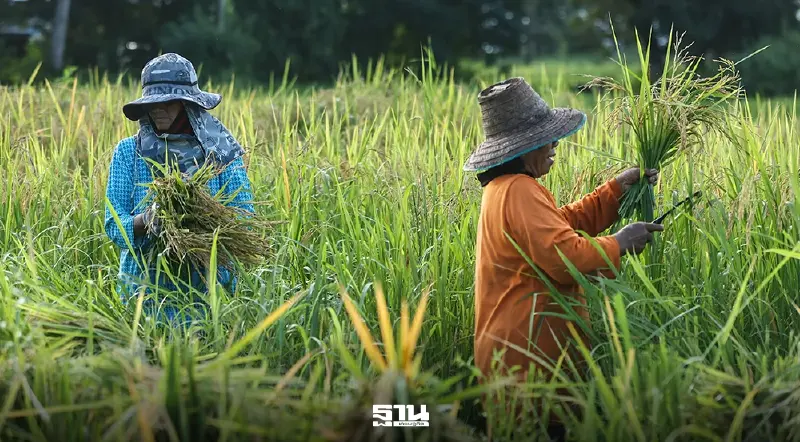 ชาวนาระทม ‘น้ำมันแพง-ปุ๋ยพุ่ง- ข้าวเปลือกราคาถูก’ ขาดทุนตั้งแต่หว่าน