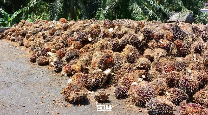 พาณิชย์คุมเข้มลานเท–โรงงานหลังสงกรานต์ สกัดกดราคาปาล์ม รับดีมานด์พลังงานพุ่ง พาณิชย์คุมเข้มลานเท–โรงงานหลังสงกรานต์ สกัดกดราคาปาล์ม รับดีมานด์พลังงานพุ่ง