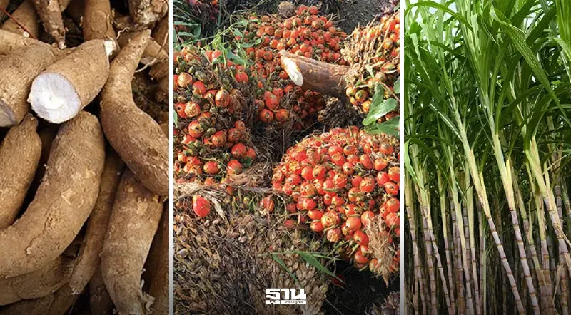 “ดร.บุรินทร์” แนะปลดล็อกอ้อย-มันสำปะหลัง-ปาล์ม สู่พลังงาน จี้รัฐเร่งปรับนโยบาย