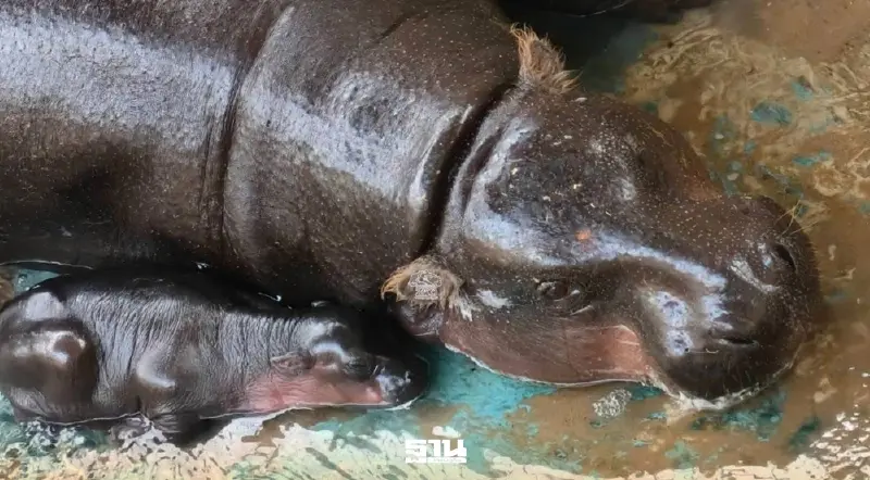 "แม่หมูกรอบ" คลอดแล้ว หลานสาวหมูเด้งตัวตึงใหม่ สวนสัตว์โคราช