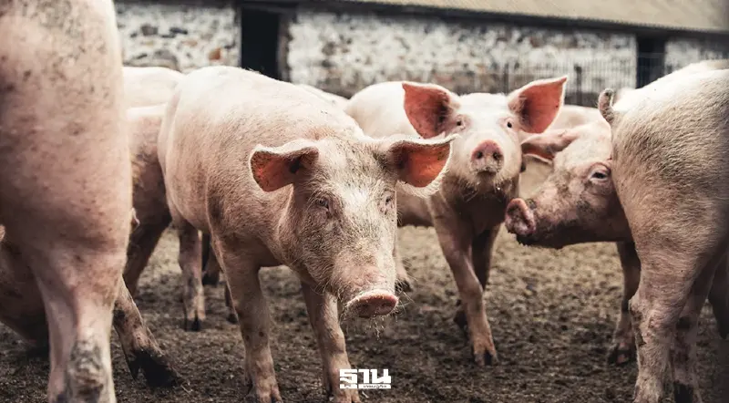 หมูหน้าฟาร์มขยับ 2 บาทต่อกิโลกรัม หลังสงกรานต์ดีมานด์พุ่ง หมูหน้าฟาร์มขยับ 2 บาทต่อกิโลกรัม หลังสงกรานต์ดีมานด์พุ่ง