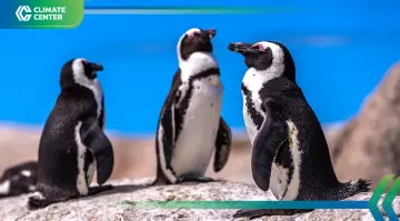 วันเพนกวินโลก 2026 เตือนภัยใกล้สูญพันธุ์ จากโลกร้อน-ประมงเกินขนาด