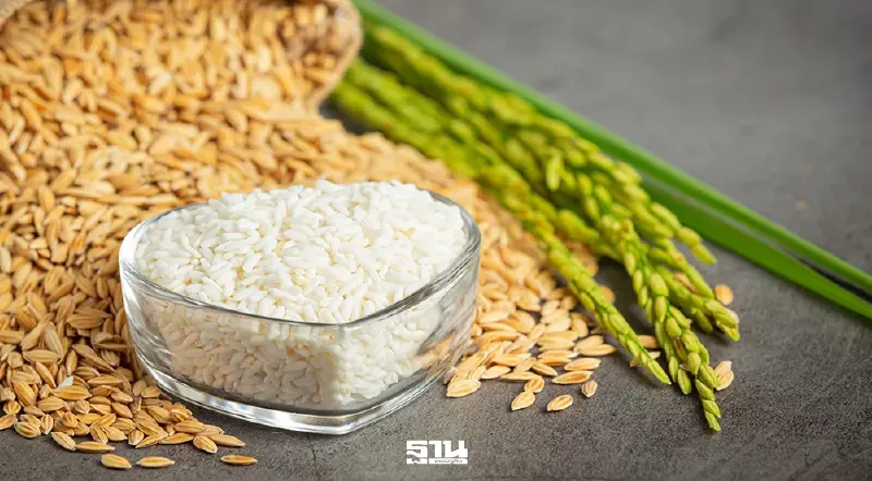 ด่วน! อคส.สั่งเบรกยกเลิกดูดซับข้าวเปลือกนาปรัง 1 ล้านตัน เร่งคลอดเกณฑ์ใหม่