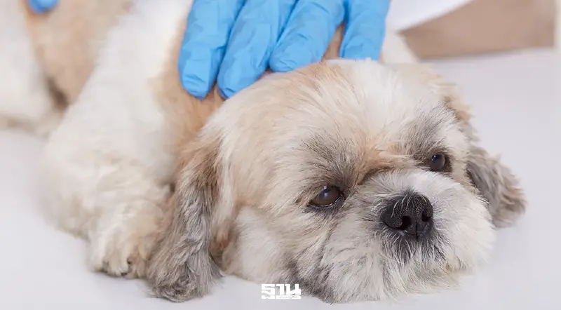 5 ขั้นตอนจองคิว 'ฉีดฝังไมโครชิป-จดทะเบียนสัตว์เลี้ยง' กทม. ผ่าน Traffy Fondue