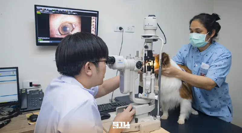 “ รพ. ทองหล่อ” เปิดแคมเปญ 24 ดวงตาแห่งความหวัง ผ่าตัดต้อกระจกสัตว์เลี้ยงฟรี