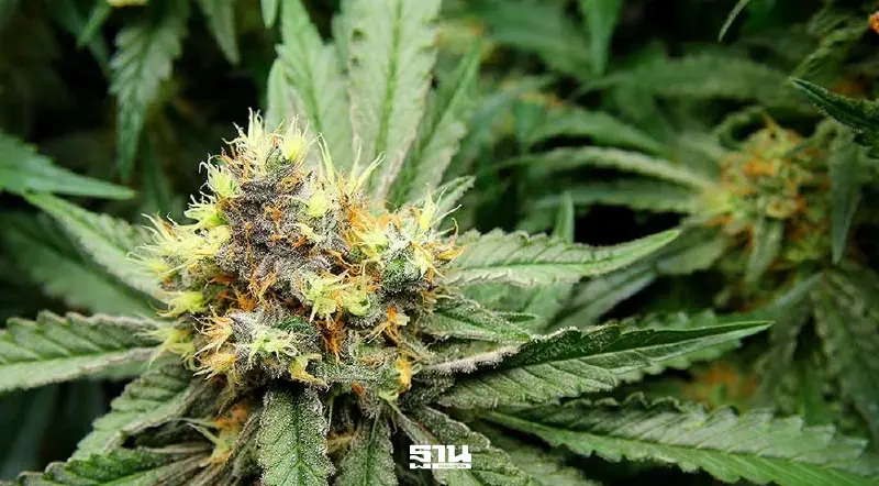 สธ. ประกาศแต่งตั้ง เจ้าหน้าที่คุมกัญชาทั่วประเทศ ปิดประตูใช้เพื่อสันทนาการ