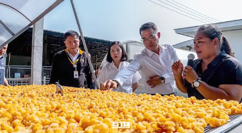 พลังงานดันเศรษฐกิจฐานราก ลำไยอบแห้งตาก โต 11 เท่า แตะ 1.2 ล้าน