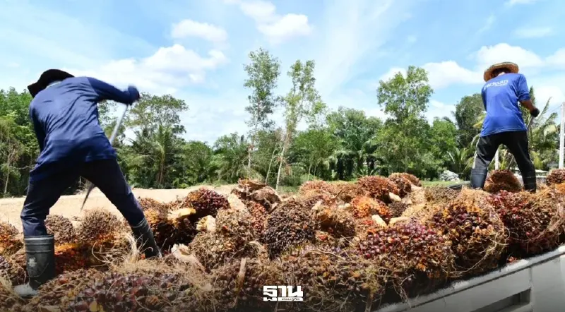 ดีเดย์ งดส่งออกน้ำมันปาล์มวันแรก ราคาไม่สะดุด ยังพุ่ง 9 บาท/กก.