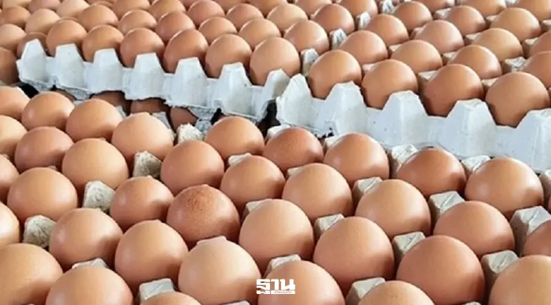 ตลาดไข่ไก่วิกฤต! กำลังซื้อหาย ไข่ล้นสต็อก “ล้ง” แบกขาดทุนอ่วม