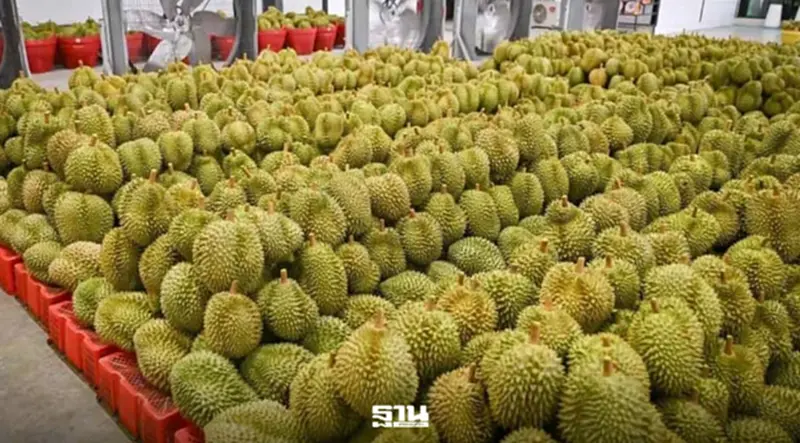 รมช.เกษตรฯ สั่งฟันล้งนอกกฎ ล้างบางทุเรียนลม! ปรับสูงสุด 3 แสนบาท รมช.เกษตรฯ สั่งฟันล้งนอกกฎ ล้างบางทุเรียนลม! ปรับสูงสุด 3 แสนบาท