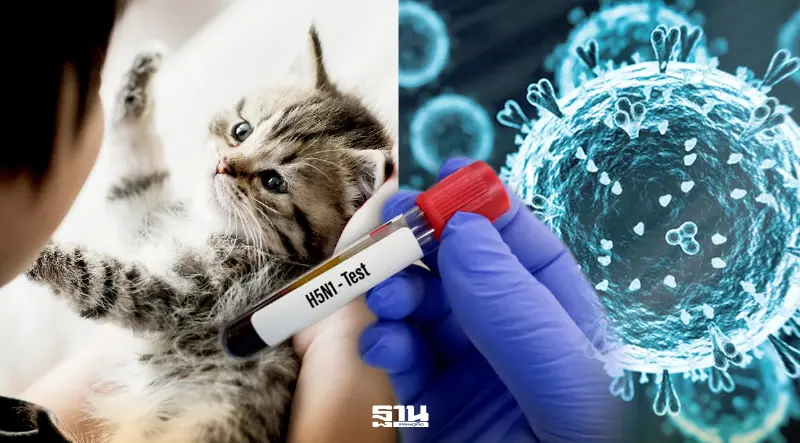 พบไข้หวัดนก H5N1 ติดจากแมวสู่คนรายแรกในสหรัฐฯ ชี้ต้นเหตุจาก ‘อาหารดิบ’