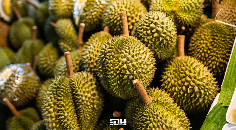 พาณิชย์ จับตาทุเรียนสวมสิทธิ์ ลั่นคุมเข้มส่งออกทุกตู้