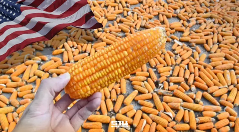 ลือสนั่น! ไทยนำเข้าเข้าโพด GMO สหรัฐ 1 ล้านตัน “โรงสี” หวั่นทุบราคาข้าวร่วง ลือสนั่น! ไทยนำเข้าเข้าโพด GMO สหรัฐ 1 ล้านตัน “โรงสี” หวั่นทุบราคาข้าวร่วง