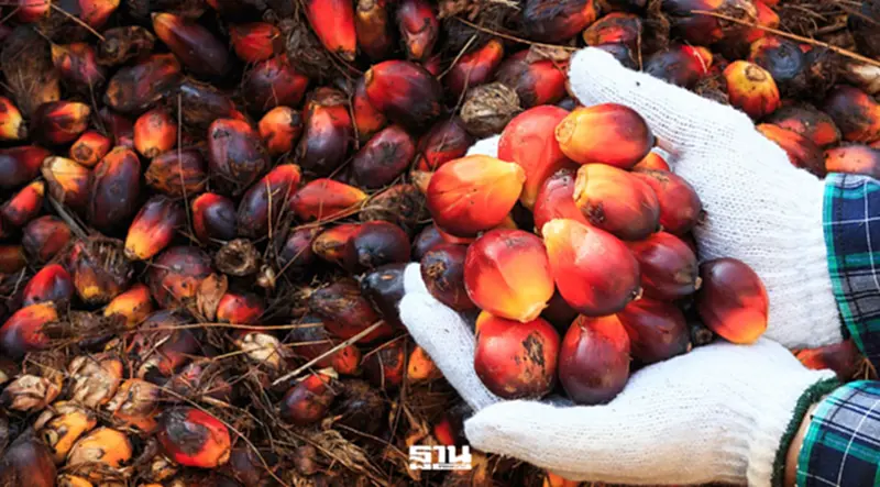 แกะสูตรอินโดฯ ดัน B50 รีดภาษีปาล์มตั้งกองทุนแสนล้าน พยุงราคาในประเทศ แกะสูตรอินโดฯ ดัน B50 รีดภาษีปาล์มตั้งกองทุนแสนล้าน พยุงราคาในประเทศ