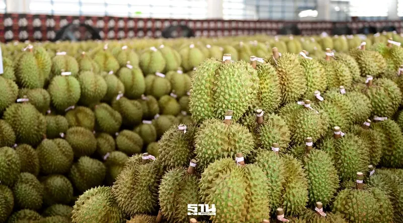 จีนนำเข้าด่านโม่ฮาน 4 เดือนพุ่ง 1.21 แสนตัน ทุเรียนไทยนิยมสุด