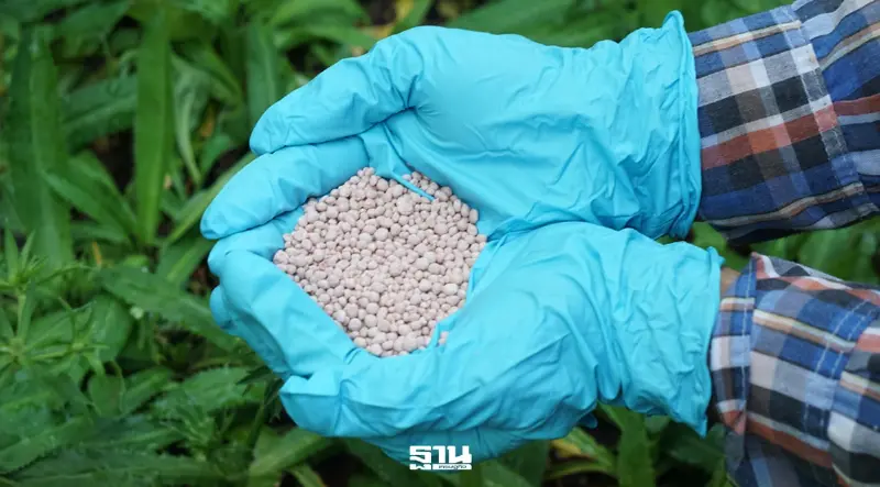 KKP Research เตือน 'ปุ๋ยขาดแคลน' เสี่ยงผลผลิตข้าวไทยหาย 5 ล้านตัน