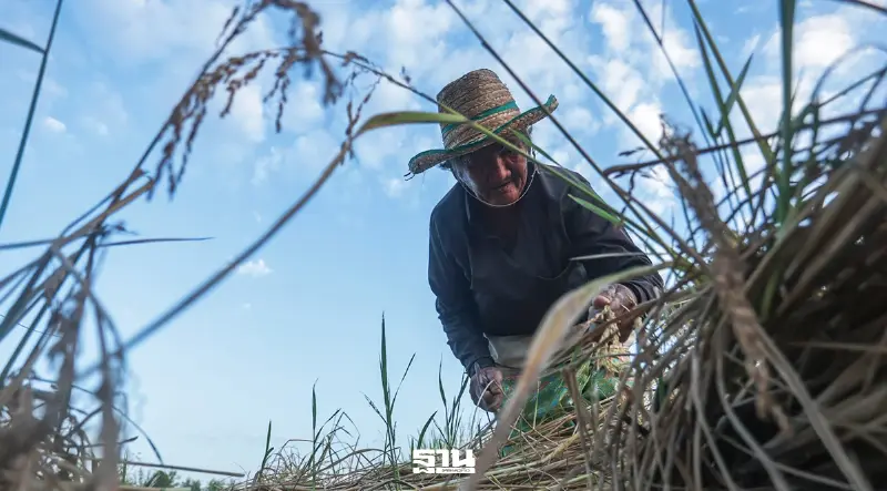 เช็คเงินเยียวยาเกษตรกร 2568/69 ผู้ประสบภัยพิบัติกรณีฉุกเฉิน ด้านพืช ได้เงินกี่บาท