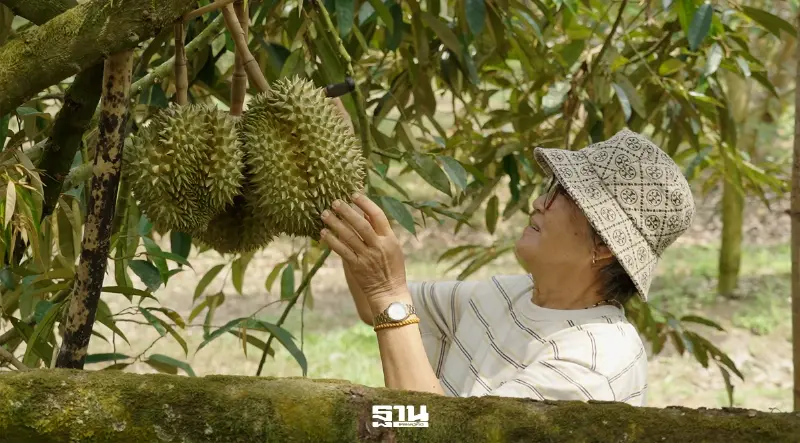 ทุเรียนไทยโตแรง ไลฟ์คอมเมิร์ซดันยอดขาย โลจิสติกส์เร่งขยายกำลังรับออเดอร์ ทุเรียนไทยโตแรง ไลฟ์คอมเมิร์ซดันยอดขาย โลจิสติกส์เร่งขยายกำลังรับออเดอร์