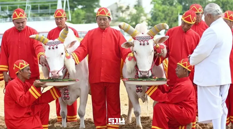 วันพืชมงคล 2569 พระโคกิน "ถั่ว-น้ำ-หญ้า-เหล้า" ทำนายน้ำท่าบริบูรณ์ เศรษฐกิจรุ่งเรือง