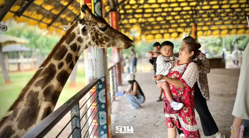 สวนสัตว์โคราช ชวนเด็กเข้าชมฟรี 3 มิ.ย. นี้ เช็กเงื่อนไข-ไฮไลต์กิจกรรมที่นี่