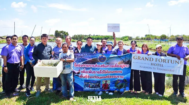 เมืองคอนต่อยอดเลี้ยงปูขาวใช้“ปลาหมอคางดำ”เป็นอาหาร ลดต้นทุน เพิ่มรายได้ เมืองคอนต่อยอดเลี้ยงปูขาวใช้“ปลาหมอคางดำ”เป็นอาหาร ลดต้นทุน เพิ่มรายได้