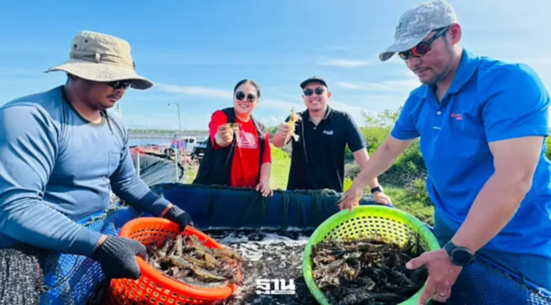 วิกฤตกุ้งไทย เอกชนผนึกรัฐอุ้มเกษตรกร หลังมาเลเซียระงับนำเข้า วิกฤตกุ้งไทย เอกชนผนึกรัฐอุ้มเกษตรกร หลังมาเลเซียระงับนำเข้า