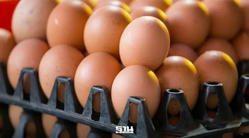 ไข่ไก่ขึ้นอีก 20 สตางค์ สมาคมผู้เลี้ยงไก่ชี้ต้นทุนพุ่ง แต่ยังขายต่ำกว่าราคาแนะนำ ไข่ไก่ขึ้นอีก 20 สตางค์ สมาคมผู้เลี้ยงไก่ชี้ต้นทุนพุ่ง แต่ยังขายต่ำกว่าราคาแนะนำ