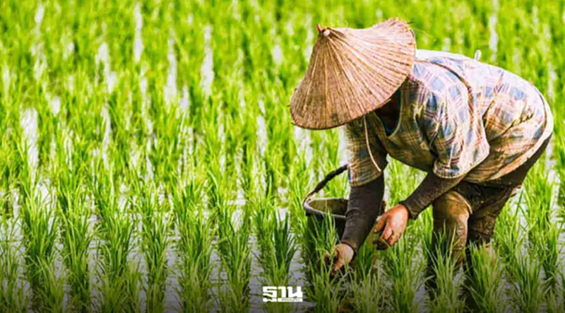 นบข.ลุยขายข้าวจีน 5 แสนตัน ชงครม.เพิ่มโควตา แผนรับมือเอลนีโญ นบข.ลุยขายข้าวจีน 5 แสนตัน ชงครม.เพิ่มโควตา แผนรับมือเอลนีโญ