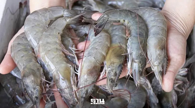 พาณิชย์งัด 13 มาตรการช่วยกุ้งไทย หลังมาเลเซียระงับนำเข้า 5 สายพันธุ์