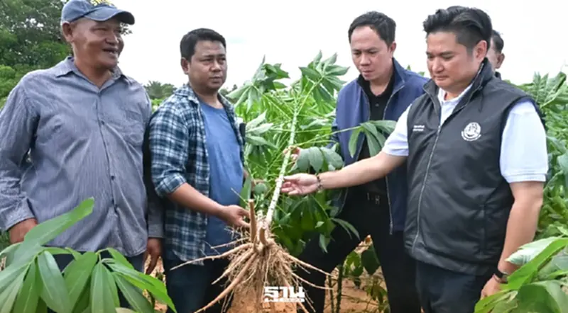 กรมวิชาการเกษตรเร่งแก้ปัญหาโรคใบด่างมันสำปะคุกคามเกษตรกรไทย ผลผลิตดิ่ง 60% กรมวิชาการเกษตรเร่งแก้ปัญหาโรคใบด่างมันสำปะคุกคามเกษตรกรไทย ผลผลิตดิ่ง 60%